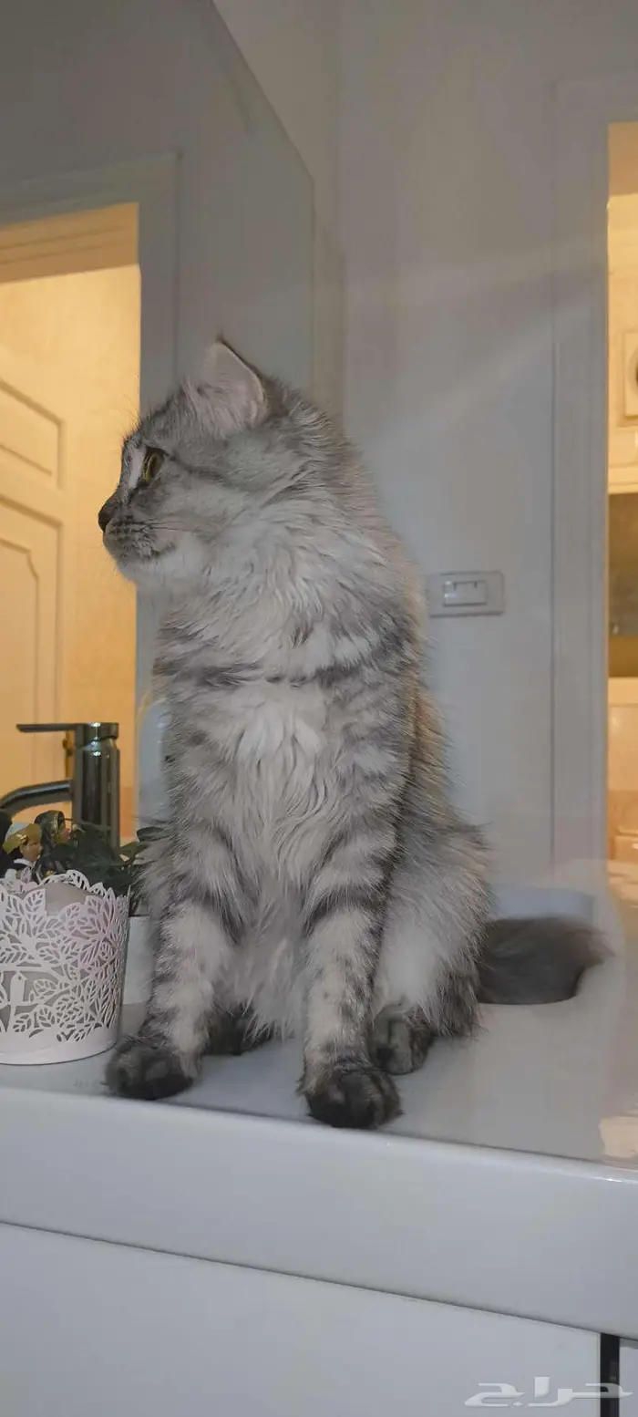 قطة أنثى بكر لم يمسسها أي عري 1