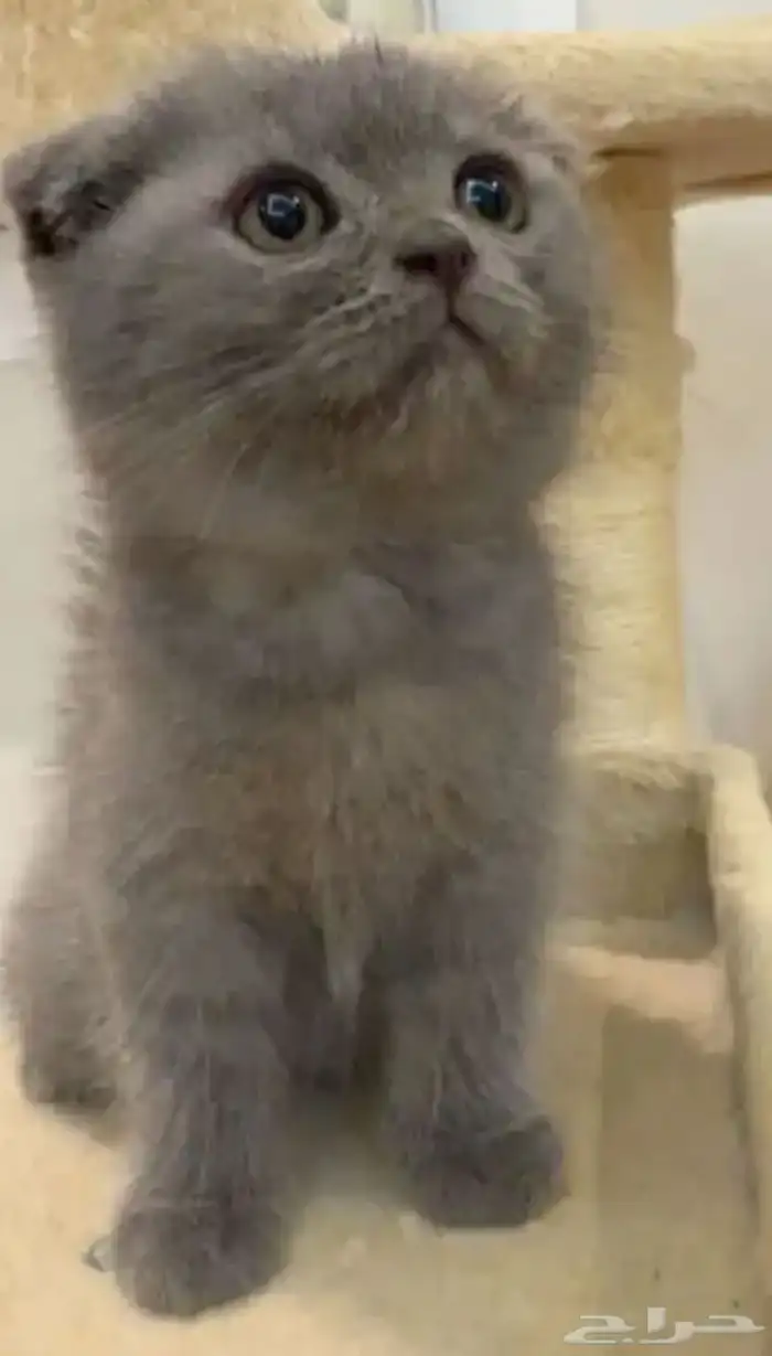 سكوتش فولد كتن شهرين ذكر 0