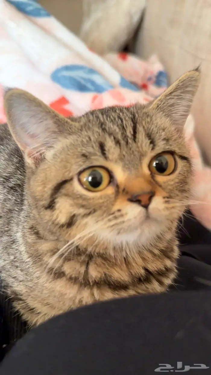 قطه انثى سكوتش ستريت 0