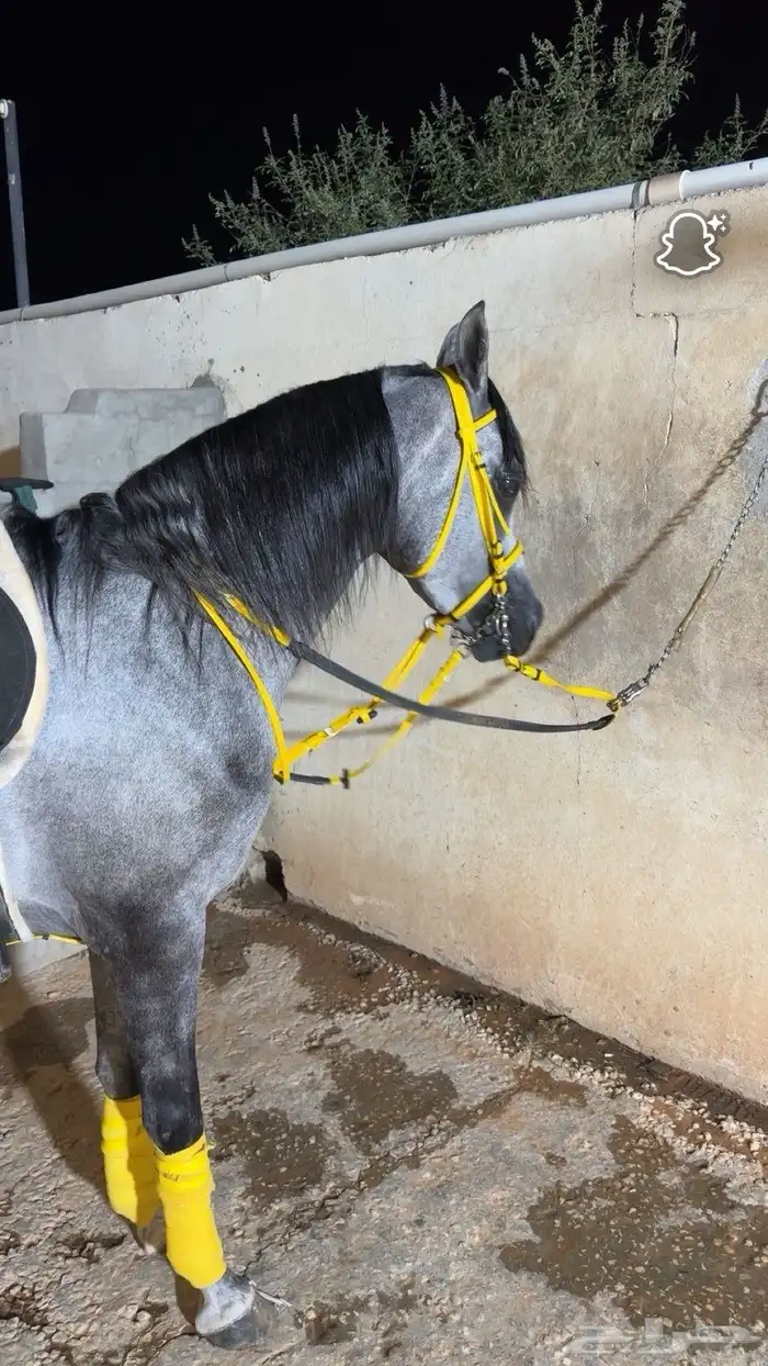 خيل عربي اصيل للبيع اوراق 2