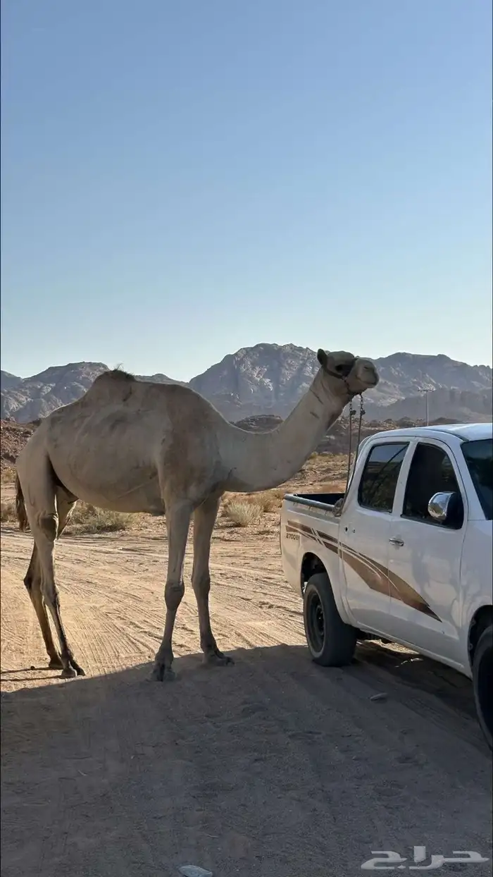 جمل حر طابع شداد 2