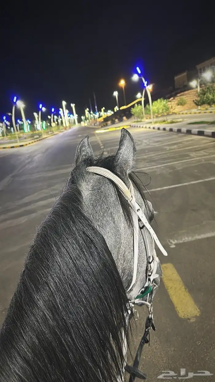 خيل عربي اصيل للبيع اوراق 1