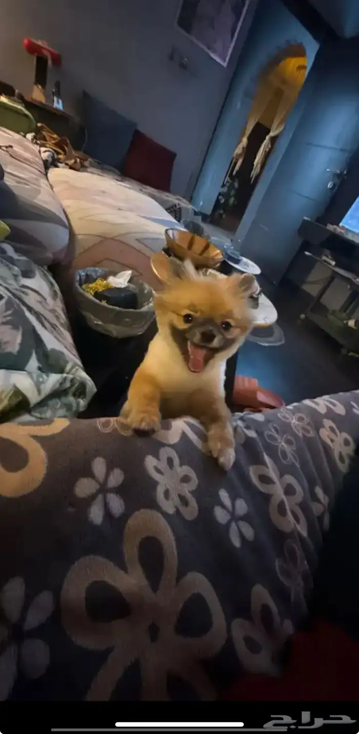 انثى بومورينيان تي كب تيدي فيس كلب محمول للمشاهير والاغنياء 1