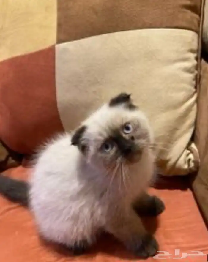 قطة سكوتش فولد (Scottish Fold) مكس مع هيمالايا سيامي 1
