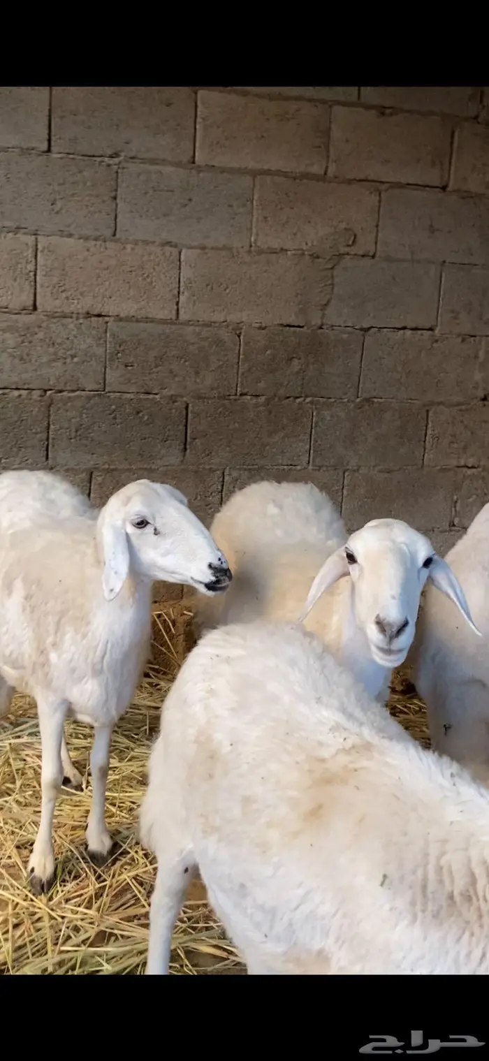 ضأن صنف و فاخرة 0