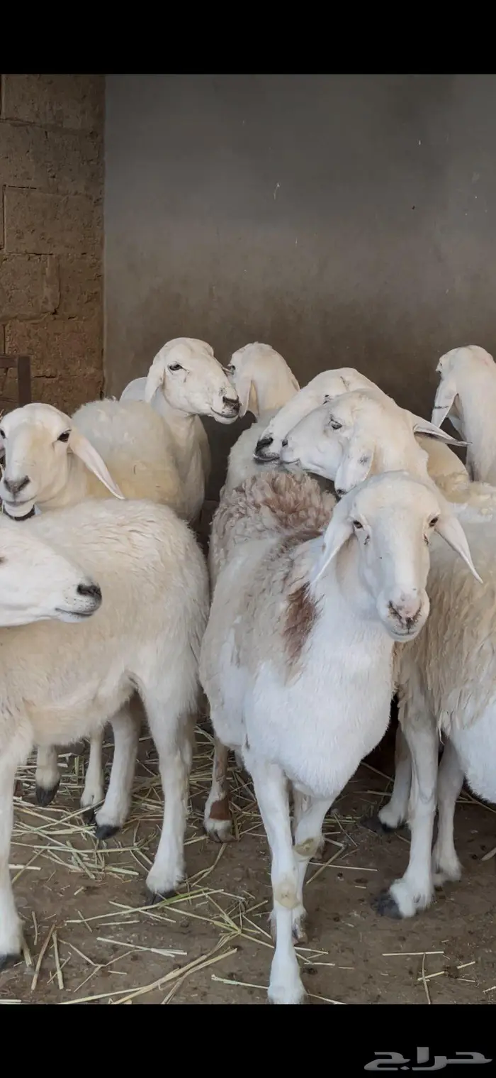 ضأن صنف و فاخرة 8