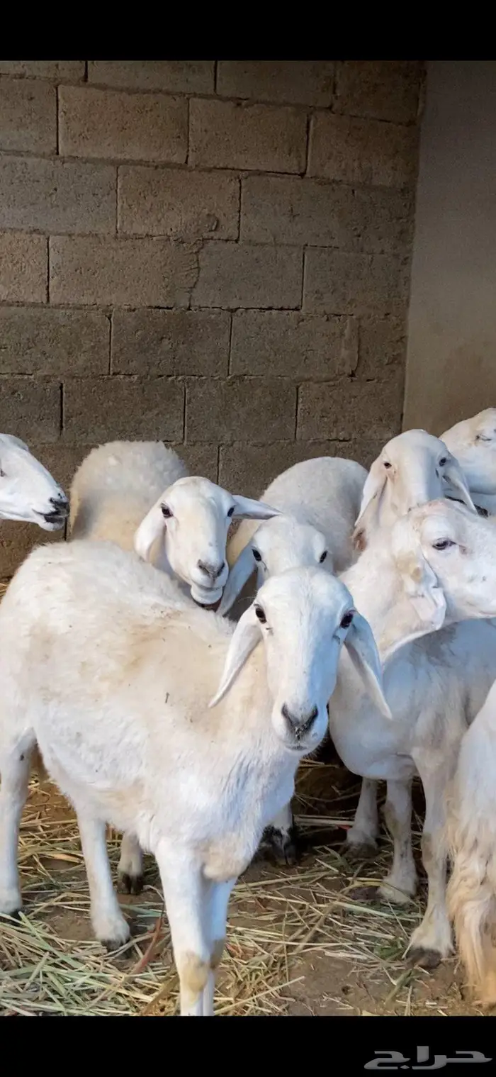 ضأن صنف و فاخرة 1