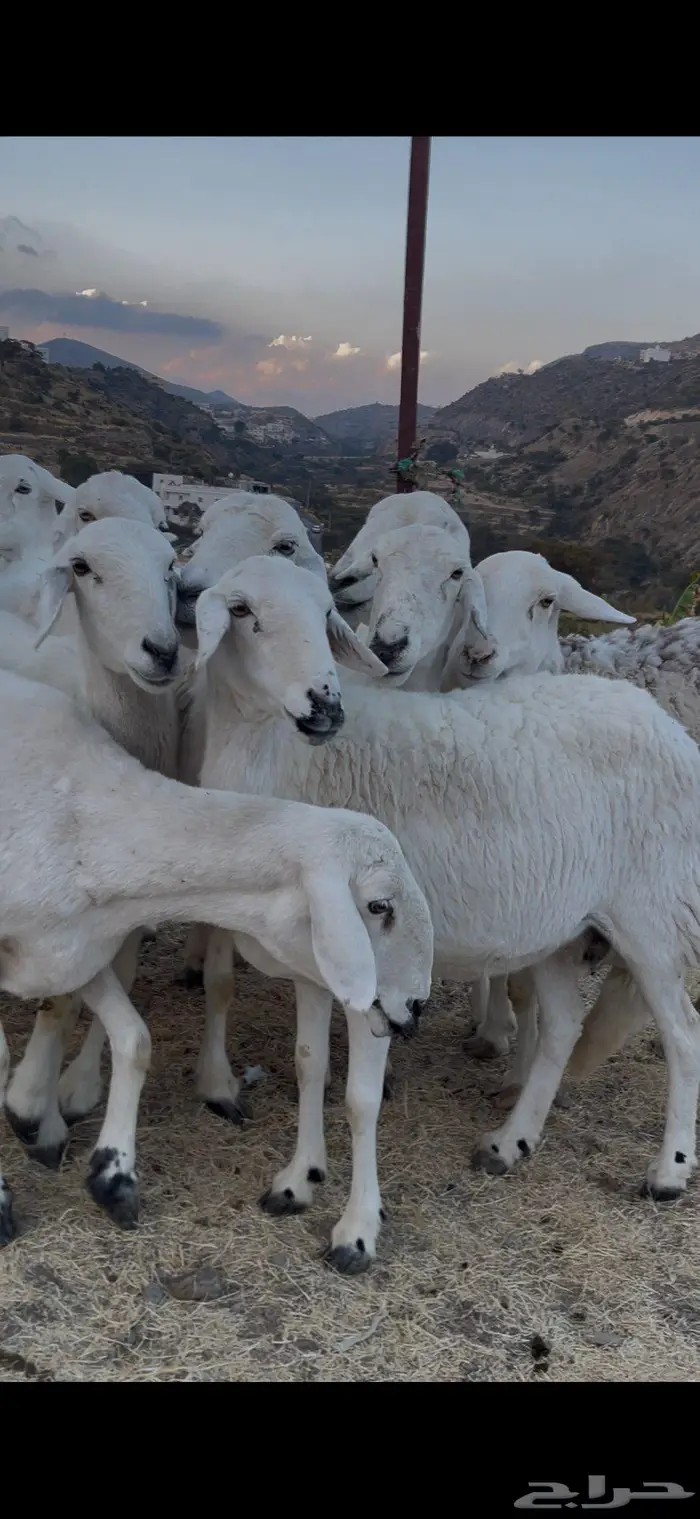 ضأن صنف و فاخرة 5