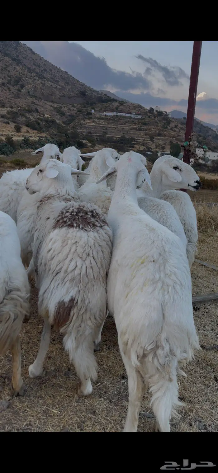 ضأن صنف و فاخرة 14