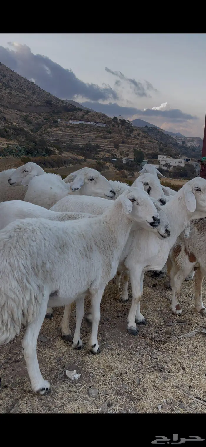 ضأن صنف و فاخرة 11