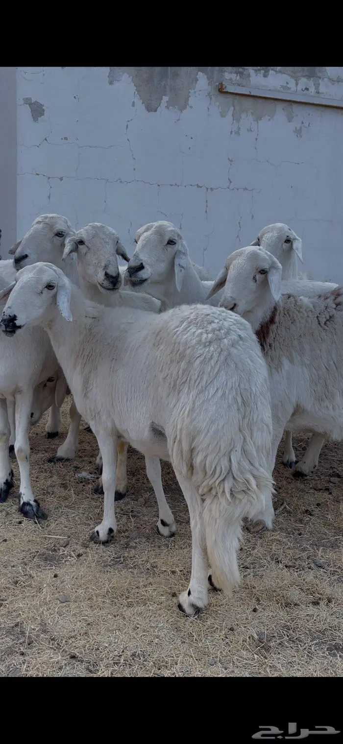 ضأن صنف و فاخرة 7