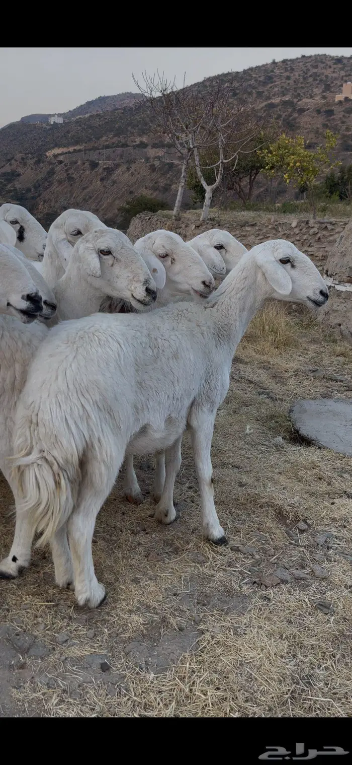 ضأن صنف و فاخرة 15