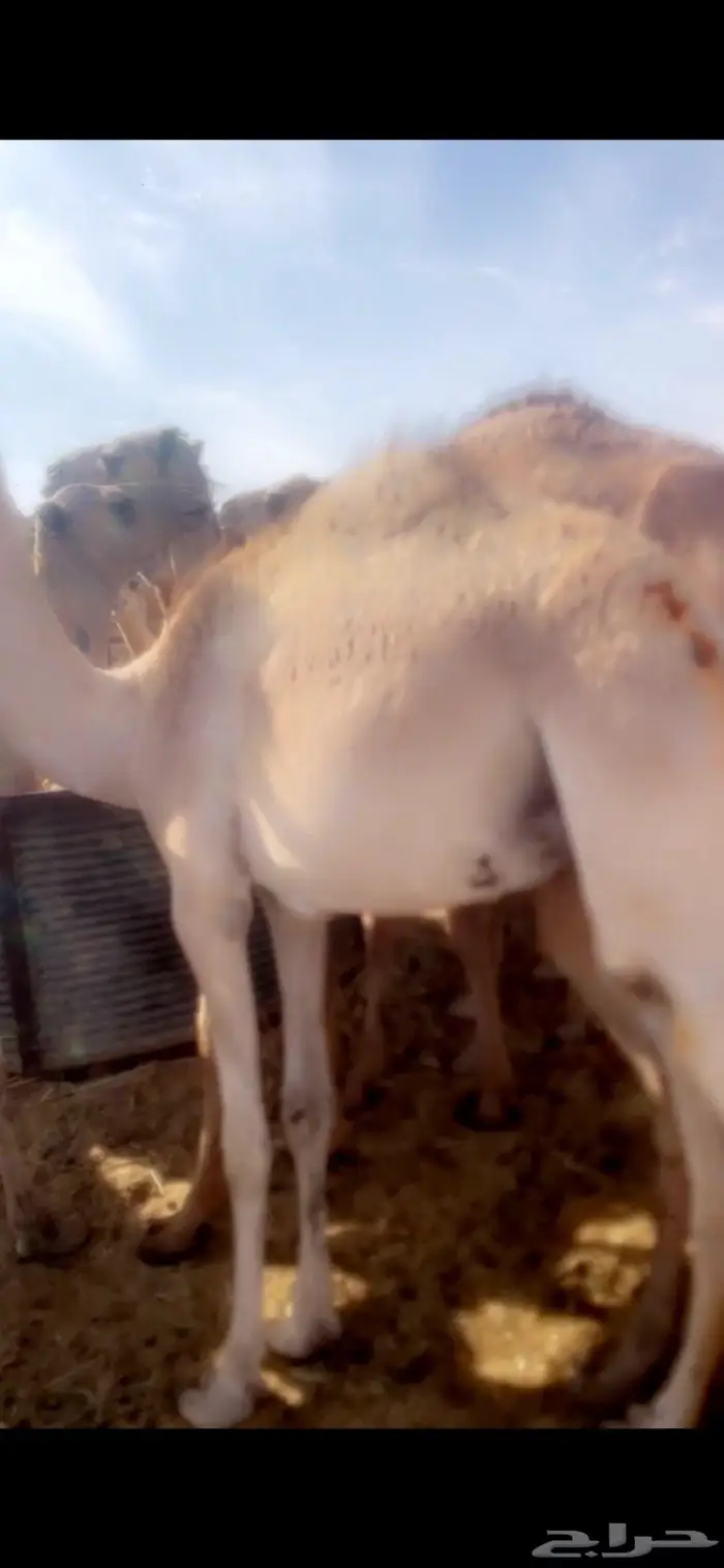 قعدان مستورده صوماليه بحري 1