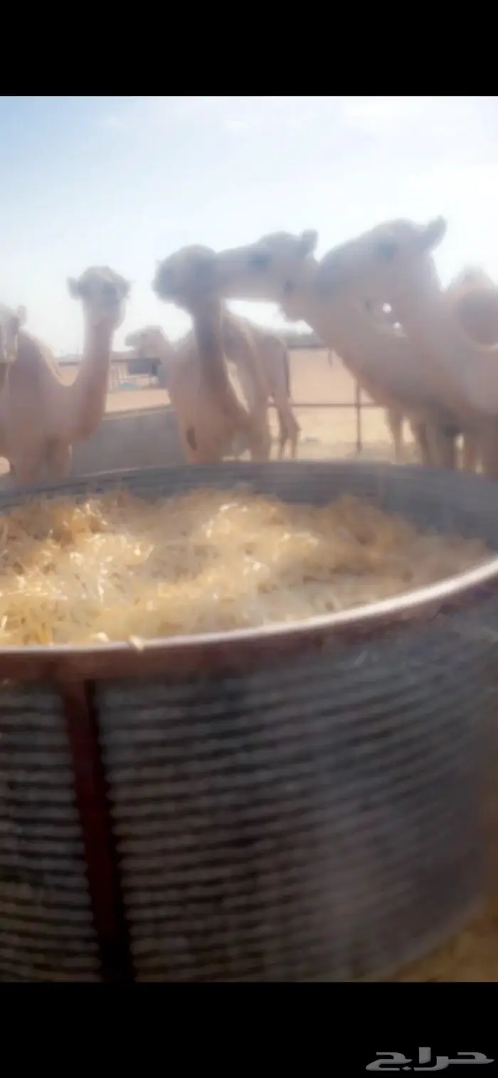 قعدان مستورده صوماليه بحري 5