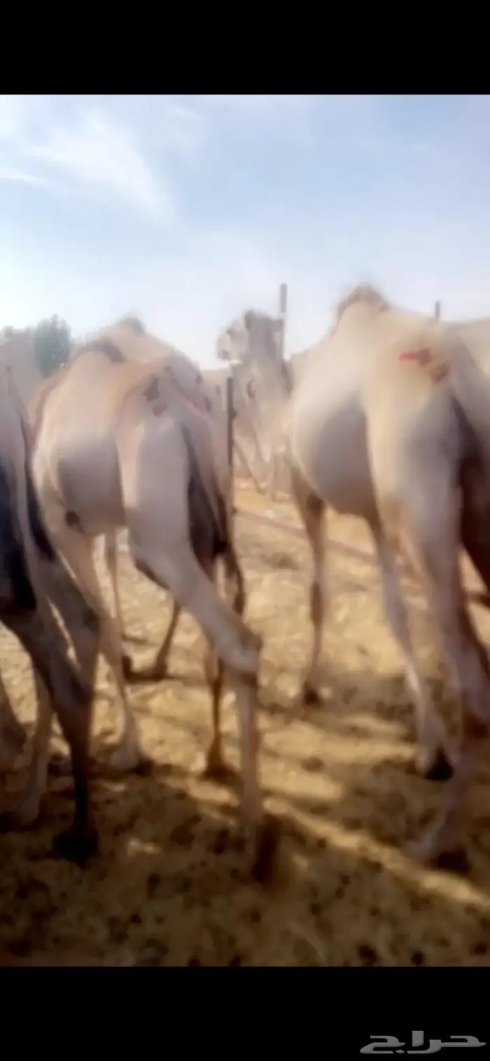 قعدان مستورده صوماليه بحري 6