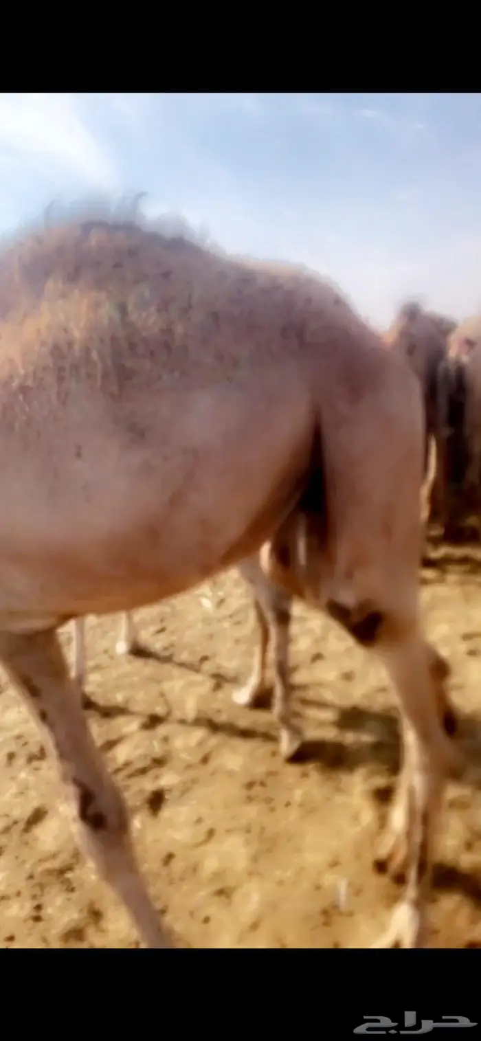 قعدان مستورده صوماليه بحري 7