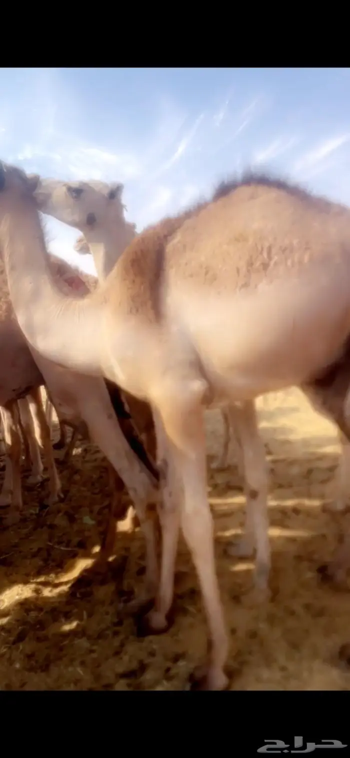 قعدان مستورده صوماليه بحري 2