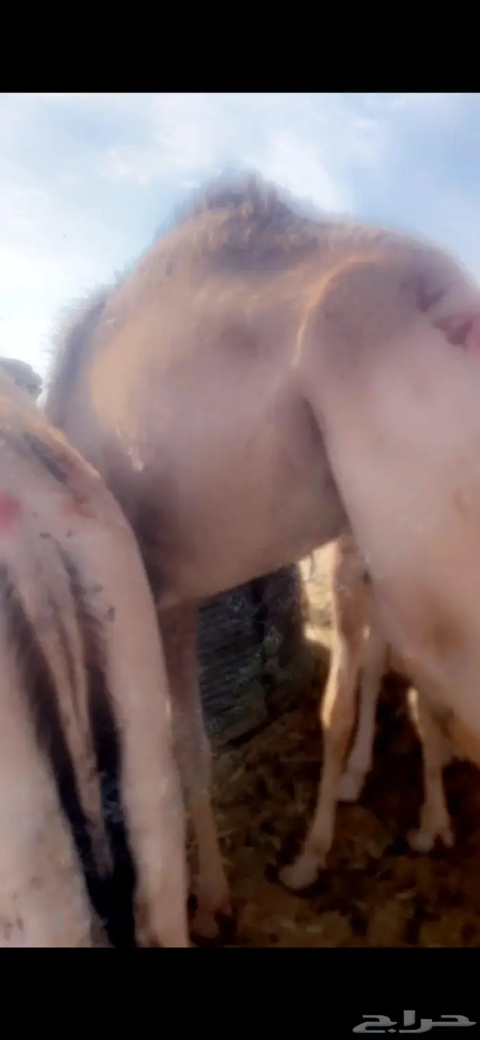 قعدان مستورده صوماليه بحري 4