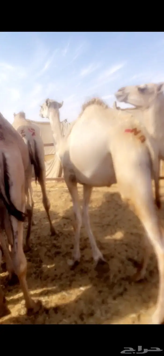 قعدان مستورده صوماليه بحري 3