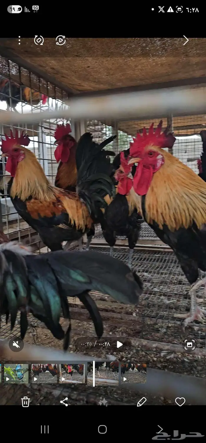 ديوك عربي ترثة 1