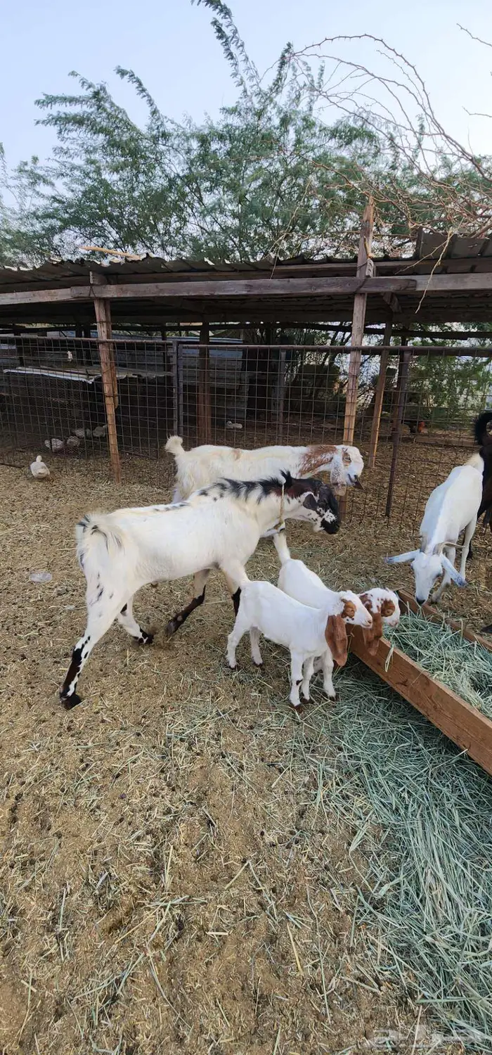 ماشاء الله بهم دواغير ترضع شرط 0