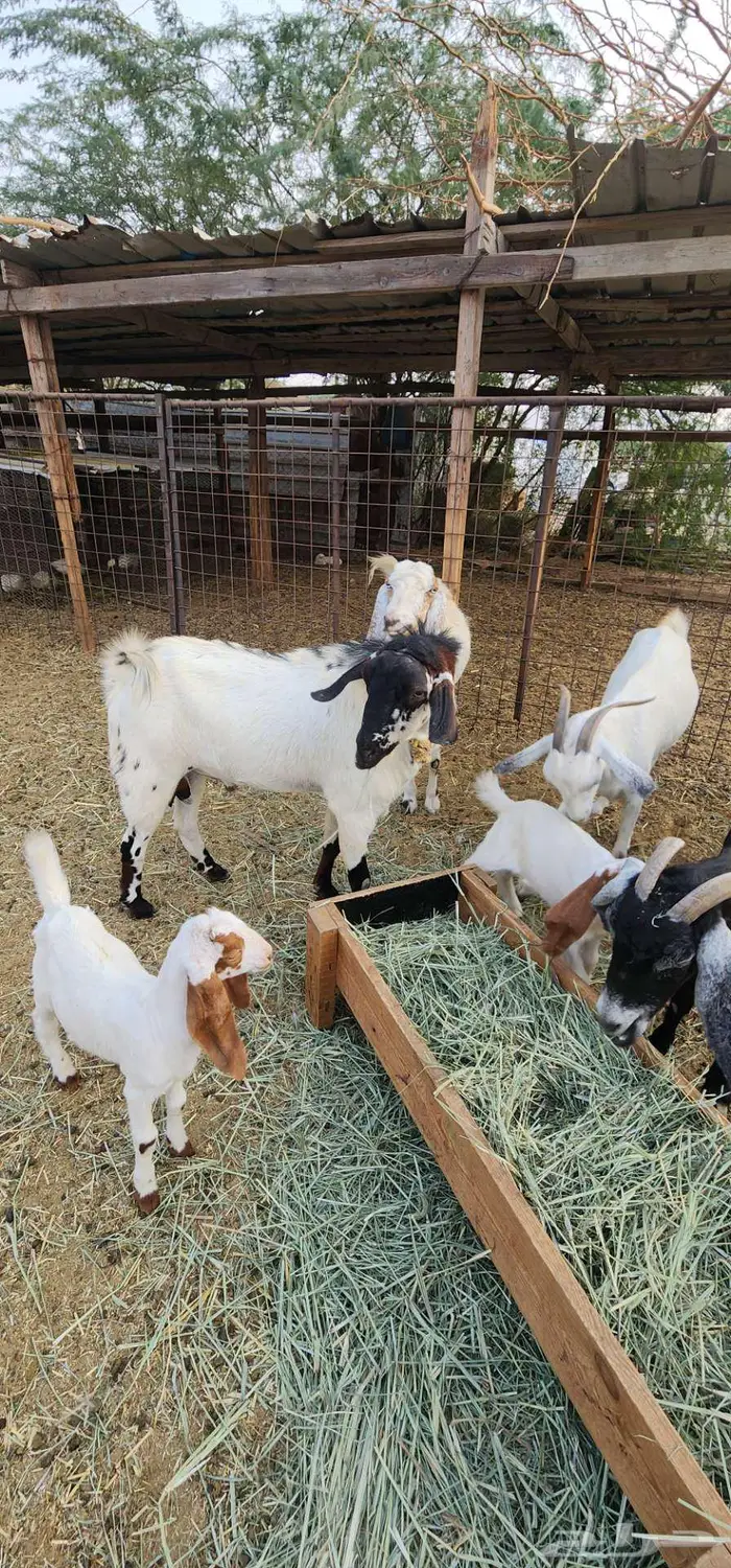 ماشاء الله بهم دواغير ترضع شرط 1