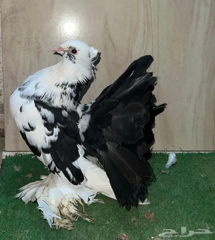 زوج رقاص معاه فرخين 2