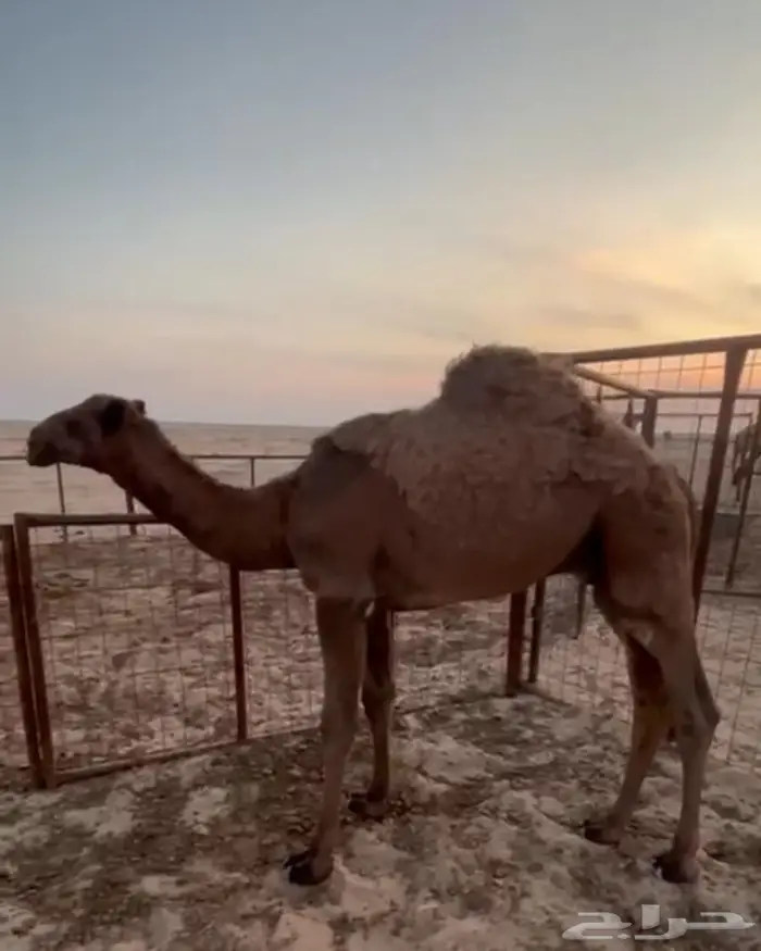 شرق المدينة المنوره 0