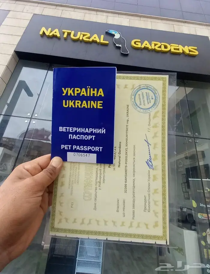 افخم جراء تشاو تشاو vip 7