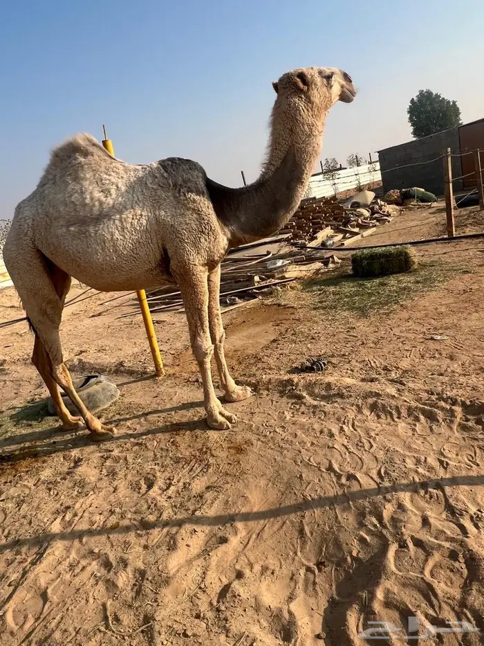 بكره شقحاء 2