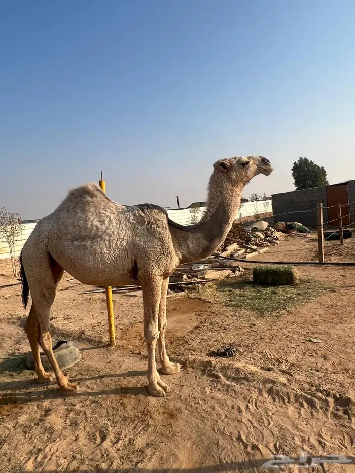 بكره شقحاء 1