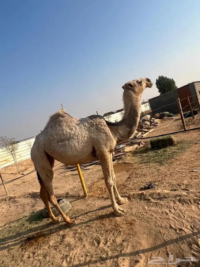 بكره شقحاء 0