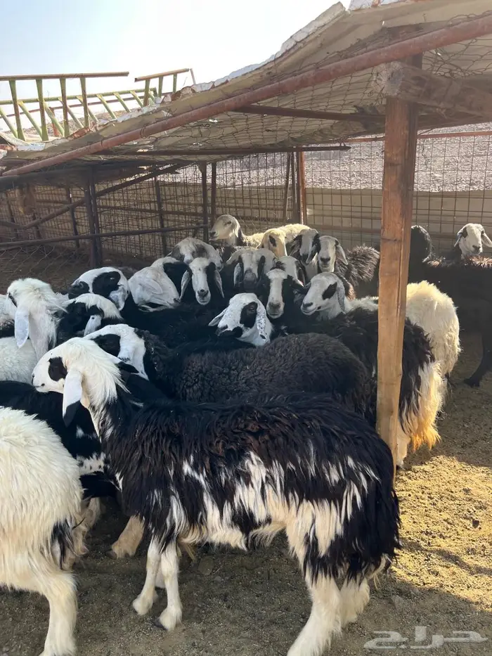 ضان مراح دفيع 1050 3