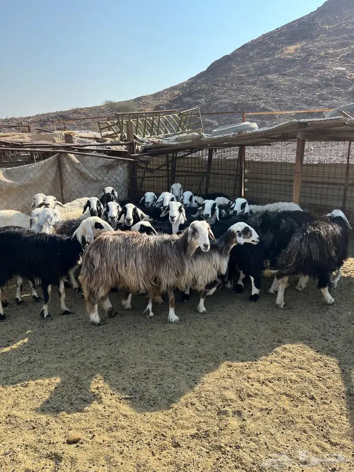 ضان مراح دفيع 1050 5