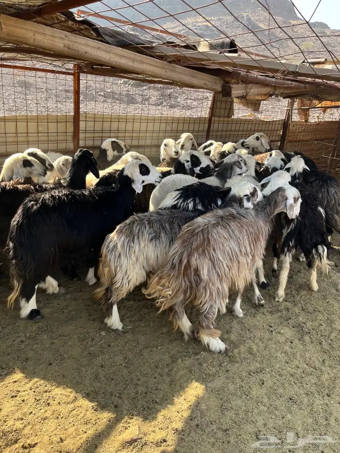 ضان مراح دفيع 1050 4