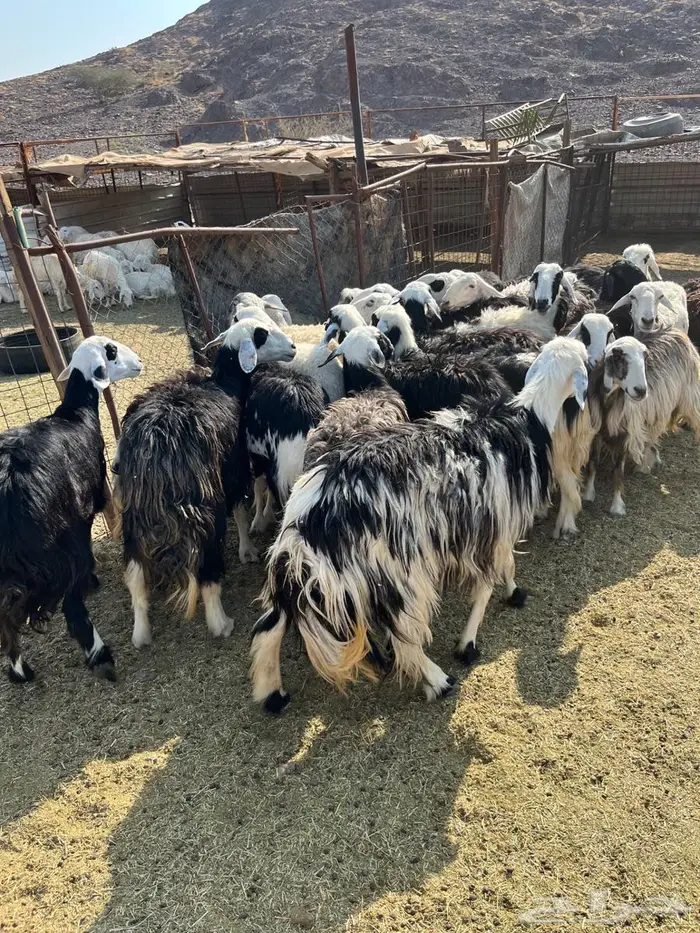 ضان مراح دفيع 1050 6