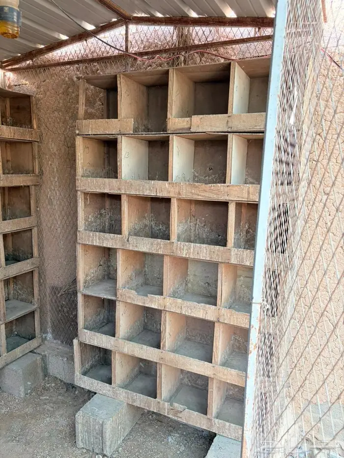 للبيع شبوك بقلاوة مقاس 2 2 1