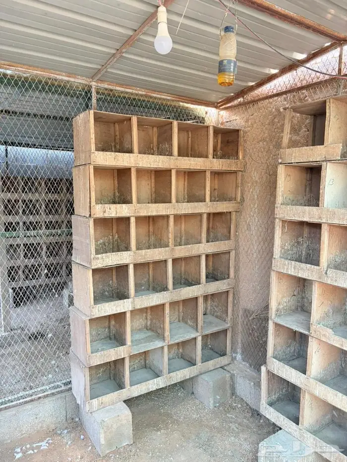 للبيع شبوك بقلاوة مقاس 2 2 0