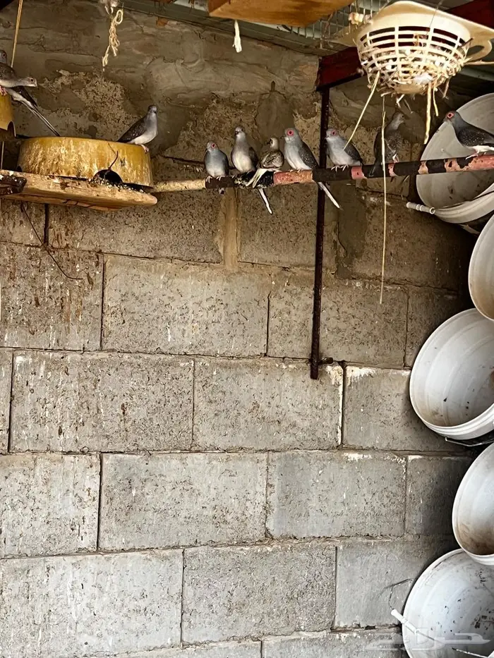 الماسي يمام ابو جفن 0