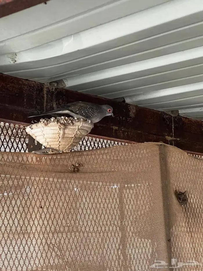 الماسي يمام ابو جفن 1