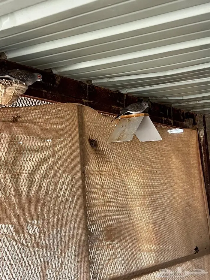 الماسي يمام ابو جفن 2