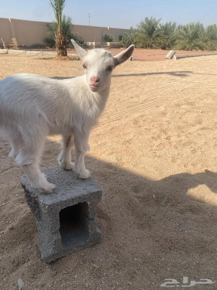 تيس قزمي بيور السوم 750 والبيع قريبا 2