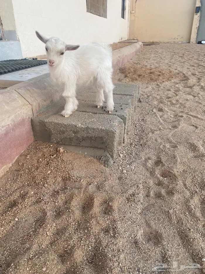 تيس قزمي بيور السوم 750 والبيع قريبا 3