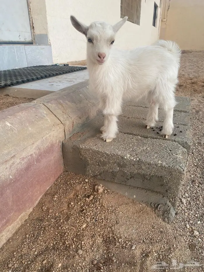 تيس قزمي بيور السوم 750 والبيع قريبا 0