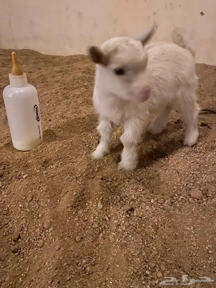 تيس قزمي بيور السوم 750 والبيع قريبا 1