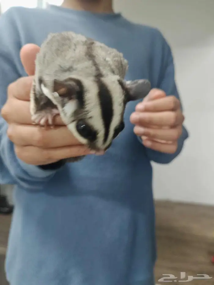 سنجاب 9 شهور شوقر قلايدر 1