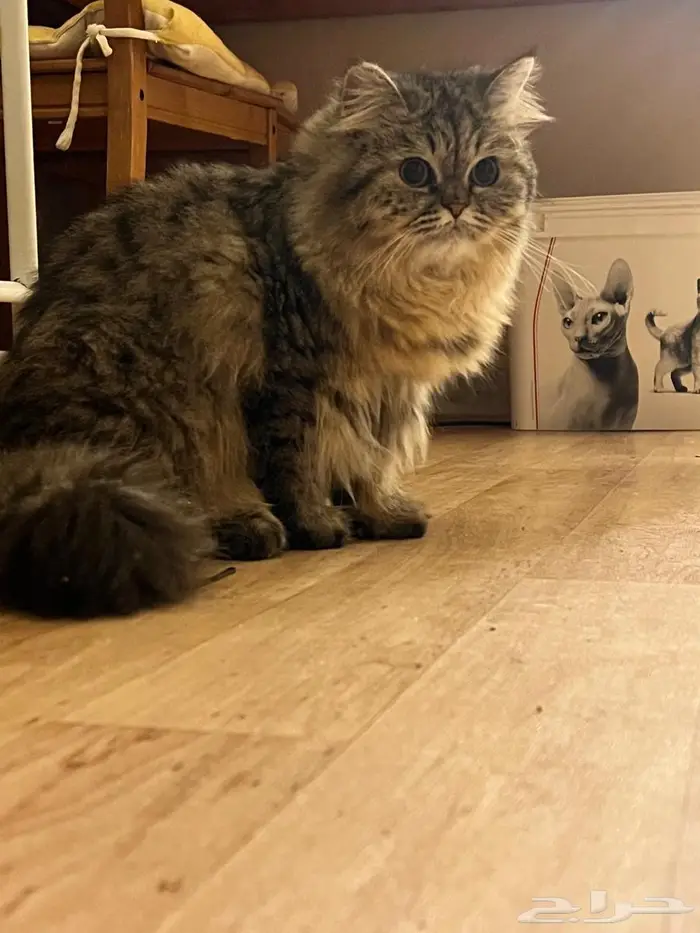 قطه للتبني عمرها سنه 0