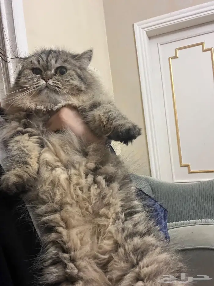 قطه للتبني عمرها سنه 2