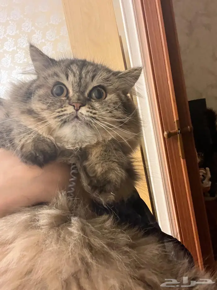 قطه للتبني عمرها سنه 1