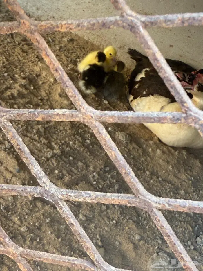 الخط الدولي اسكان الضاحية 2